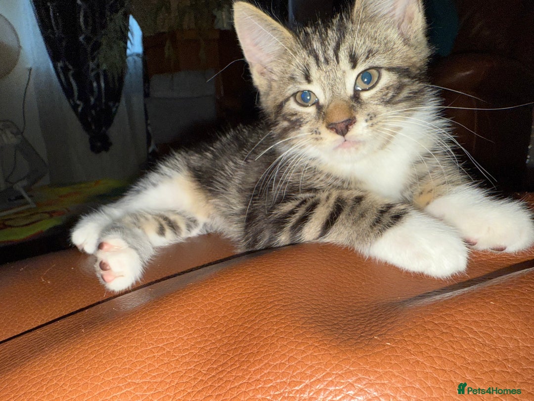 Maine Coon cats for sale: Russian Maine Coon Mixed  - Image 2