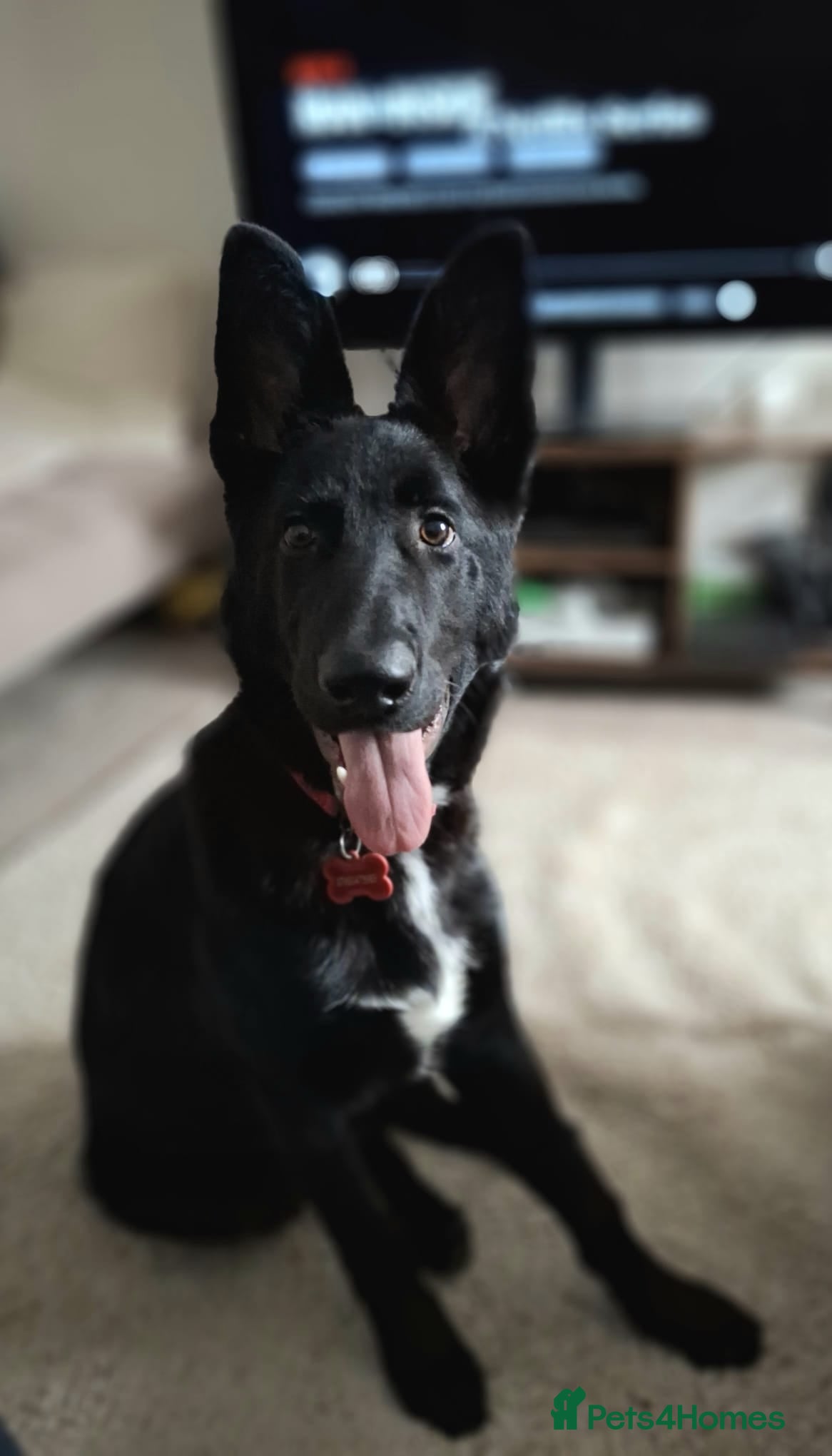 German Shepherd dogs German Shepherd KC Registered - Advert 4