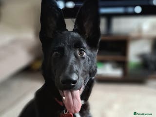 German Shepherd dogs German Shepherd KC Registered - Advert 5
