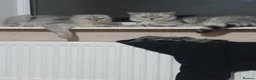 Scottish Fold cats for sale: Pure bred Scottish fold - Advert 16