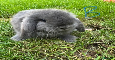 Mini Lop rabbits - Advert 1