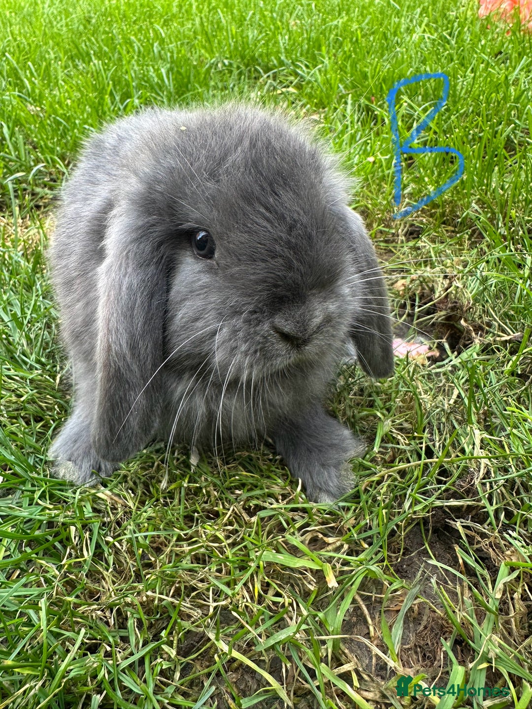 Mini Lop rabbits for sale: Mini Lop Rabbits  - Image 3
