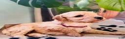 Miniature Poodle dogs for sale: 🐩KC-registered Miniature Poodles Raised with care - Advert 5