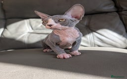 Sphynx cats for sale: Last sphynx kitten! - Image 2