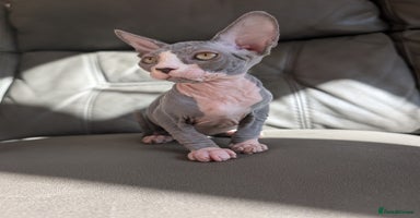 Sphynx cats - Advert 2