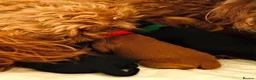 Australian Labradoodle dogs for sale: Multigenerational Australian Labradoodle puppies  - Advert 9