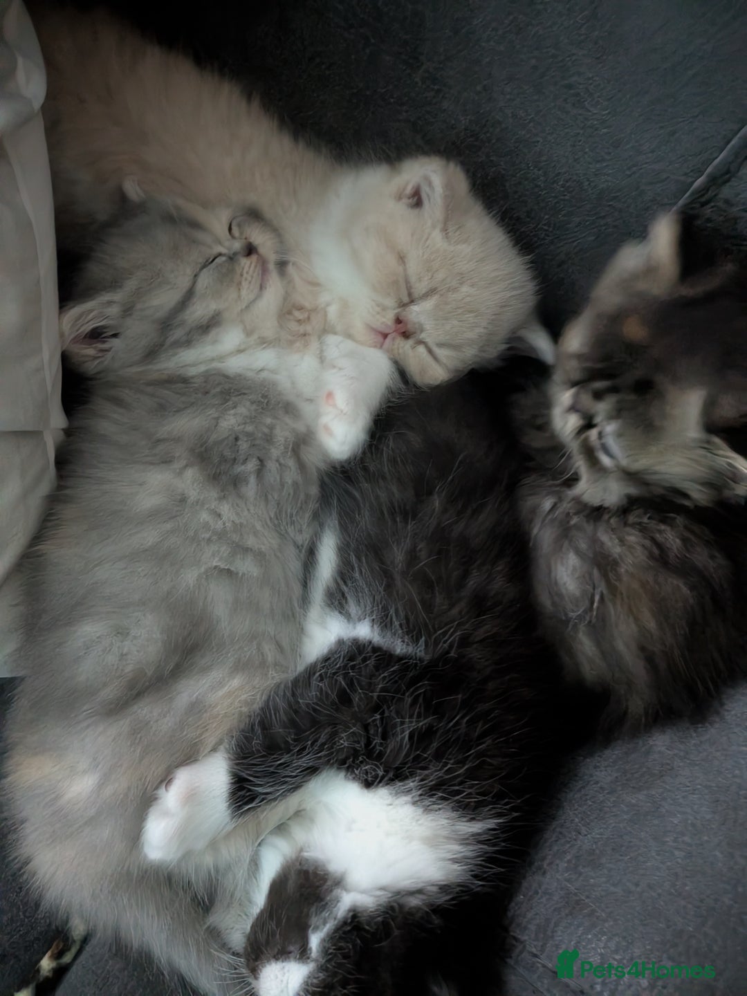 Exotic cats for sale: Beautiful Exotic kittens  - Advert 7