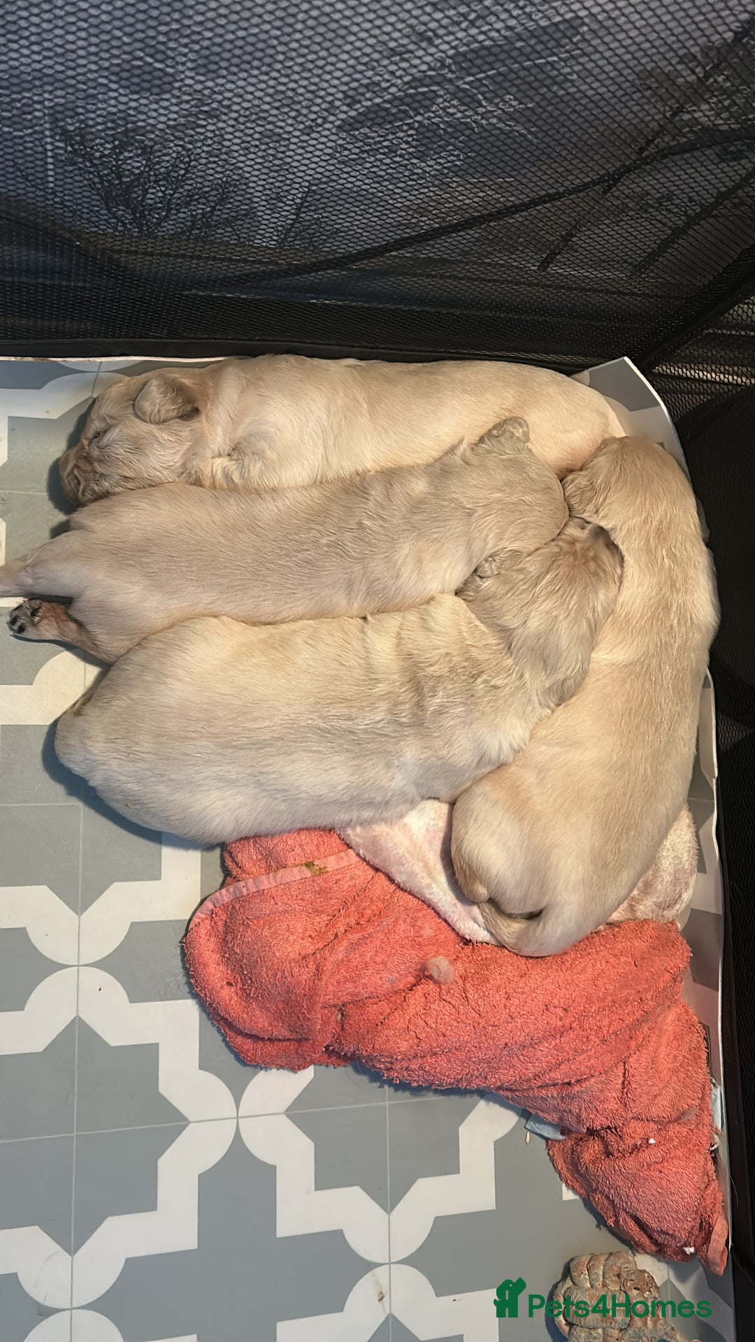 Golden Retriever dogs for sale: Golden retriever puppies - Image 4