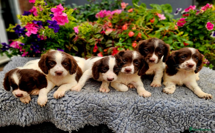 English Springer Spaniel dogs - Advert 1