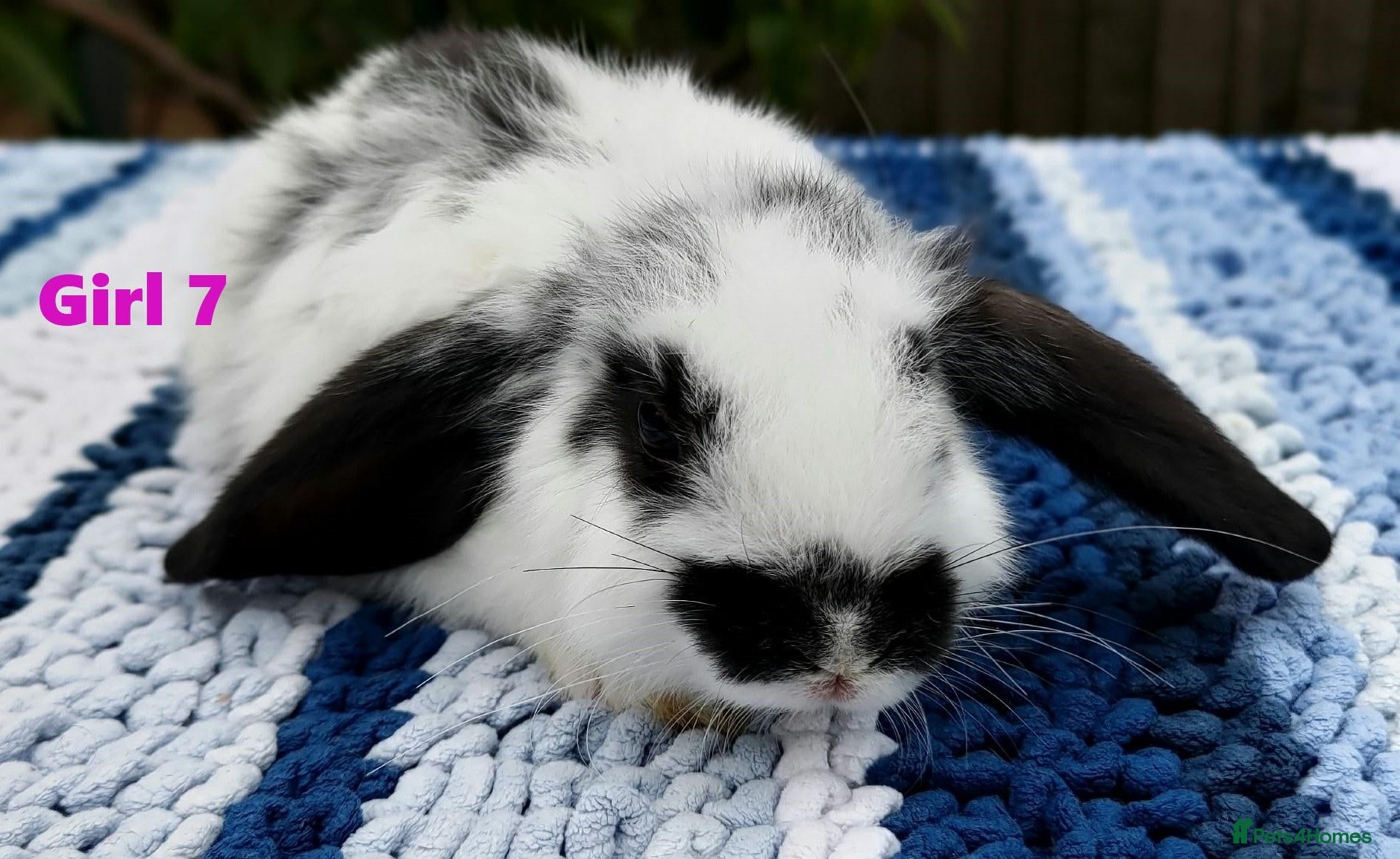 Mini Lop rabbits Cute French x Mini Lop Ready to Go!!! - Advert 2