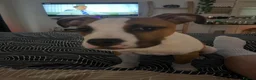 American Bulldog dogs for sale: American Bulldog male 6 month puppy in Tonypandy - Advert 6