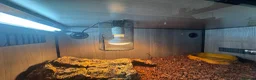Corn Snake reptiles for sale: Corn snake  - Advert 3