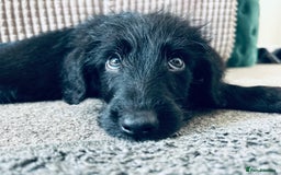 Mixed Breed dogs for sale: Mixed breed puppy  - Image 1