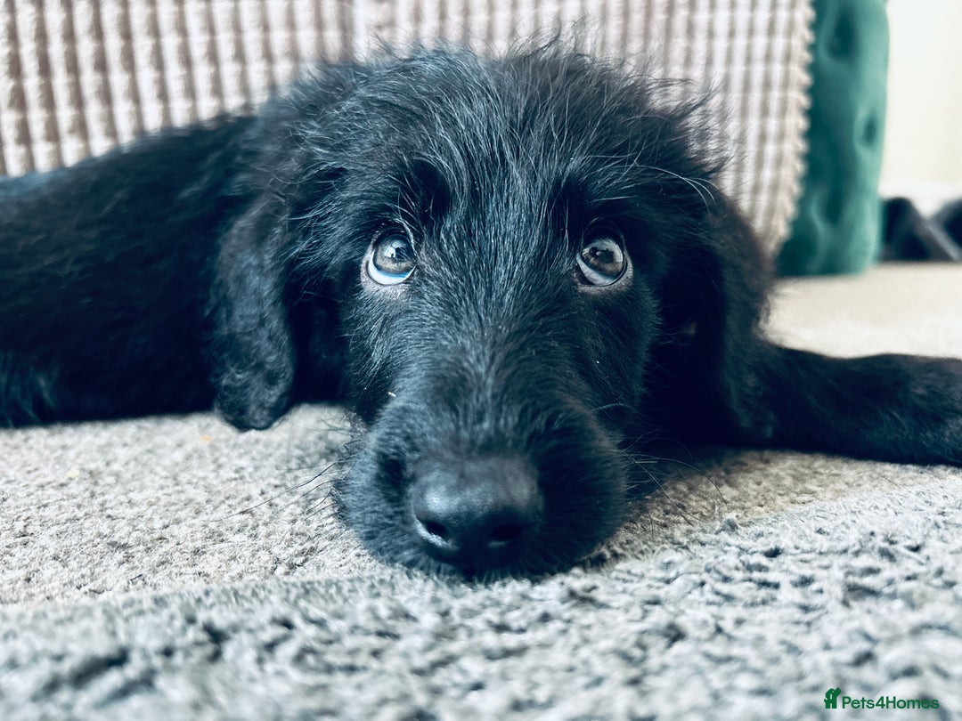 Mixed Breed dogs for sale: Mixed breed puppy  - Image 1