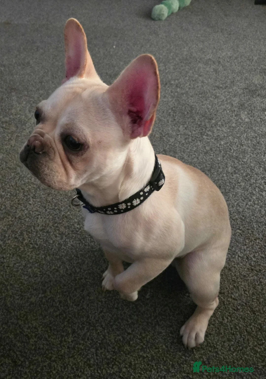 French Bulldog dogs for sale: Platinum French bulldog - Advert 3