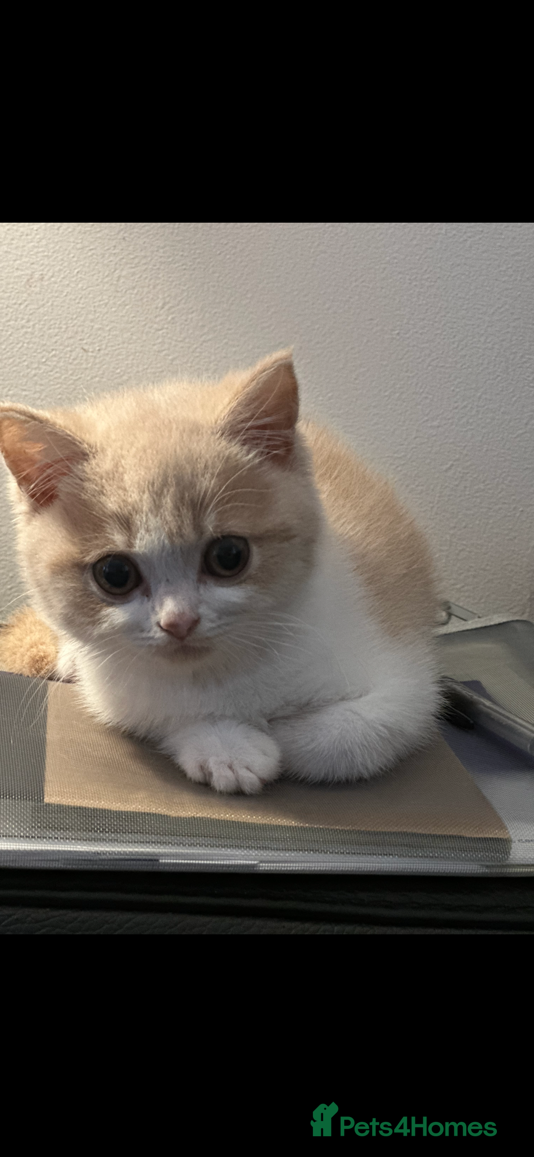 British Shorthair cats for sale: Ready now Female cream bicolour BSH - Advert 7