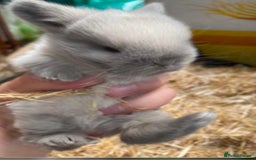 Mini Lop rabbits for sale: MINI LOP BUNNIES - PEDIGREE  - Image 5