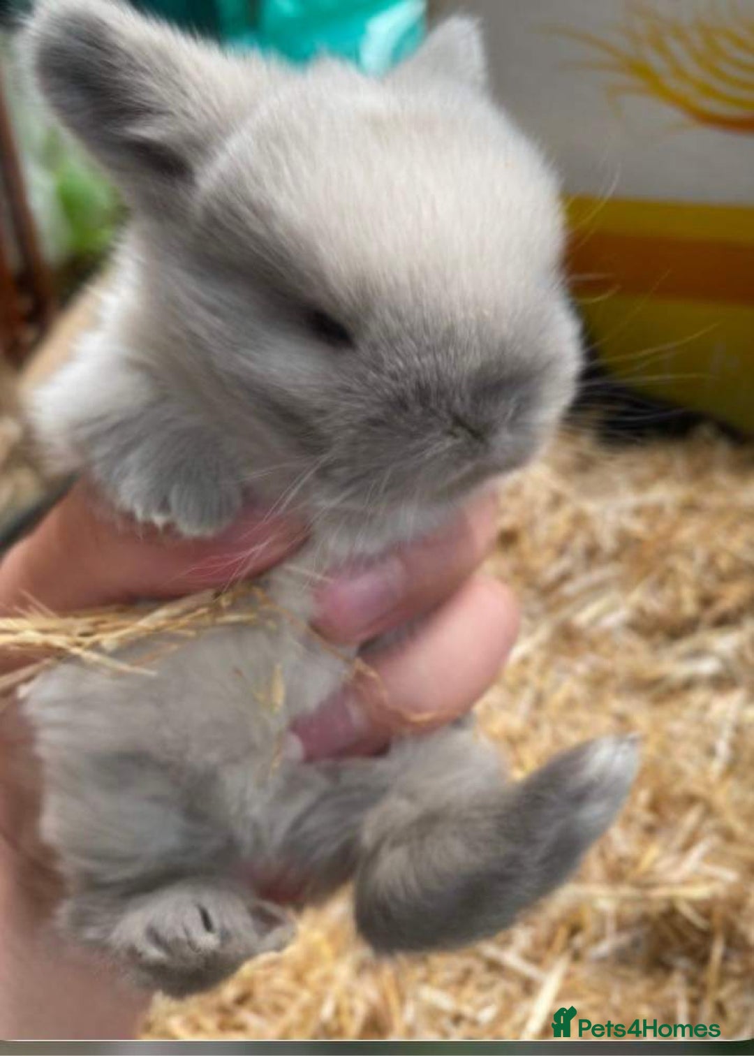 Mini Lop rabbits for sale: MINI LOP BUNNIES - PEDIGREE  - Image 5