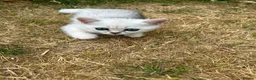 British Shorthair cats for sale:  Gorgeous British Shorthair Silver Shaded Kittens  - Advert 6