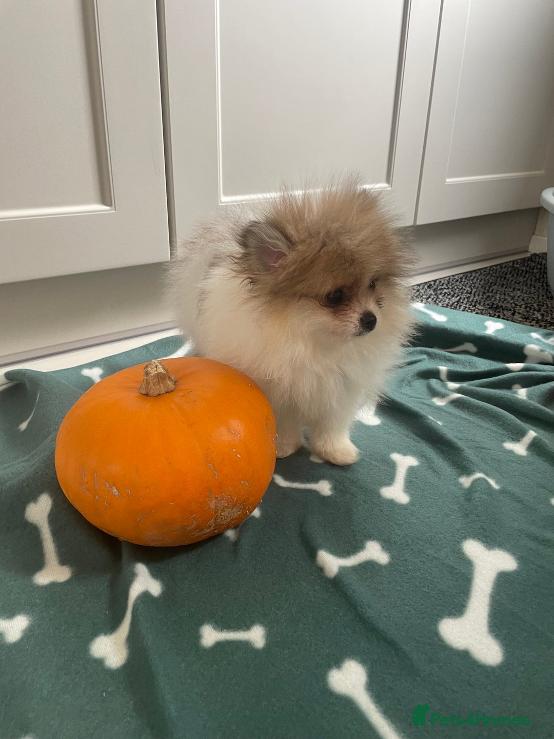 Pomeranian dogs for sale: Fluffy Pomeranian puppies - Image 22