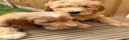 Mixed Breed dogs for sale: Goldendoodle puppies ready to go - Advert 4