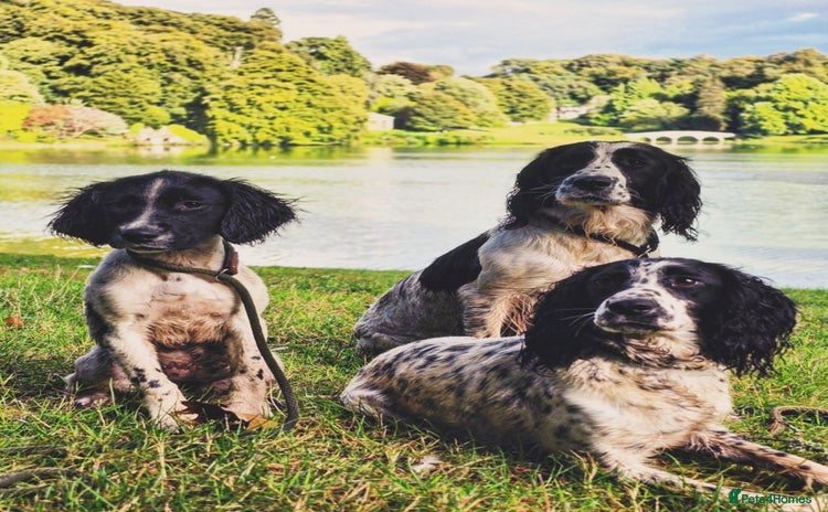 Sprocker dogs - Advert 11