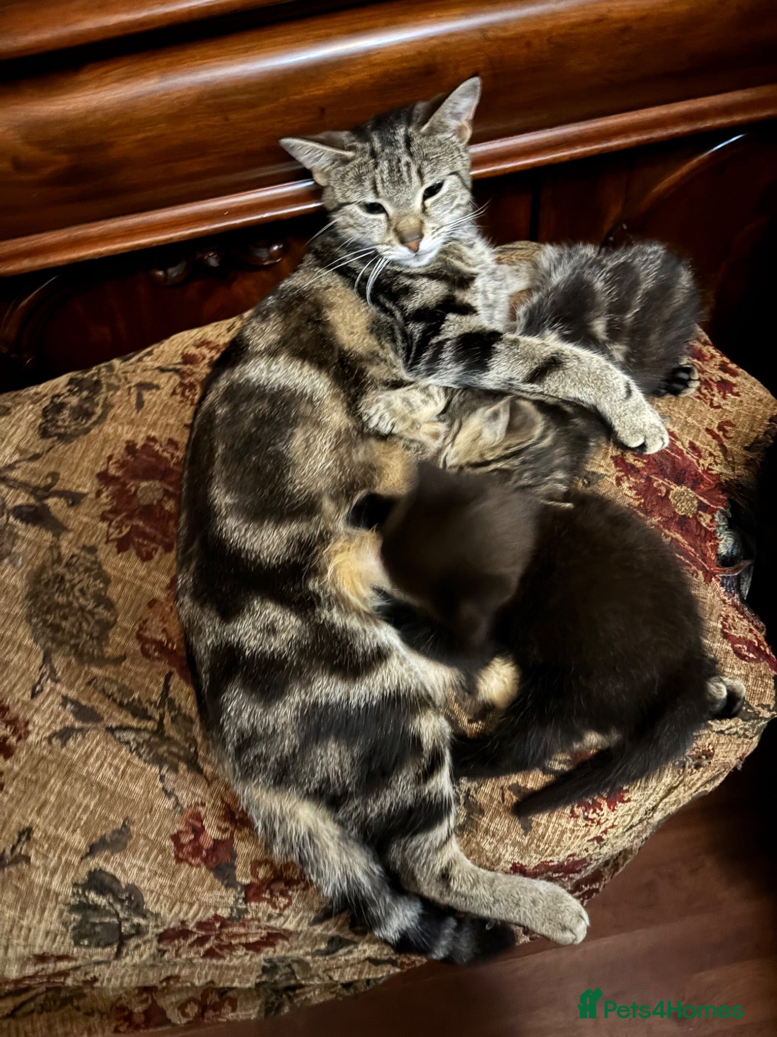 Bengal cats Half Bengal kittens - Advert 12