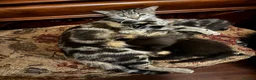 Bengal cats for sale: Half Bengal kittens - Advert 1