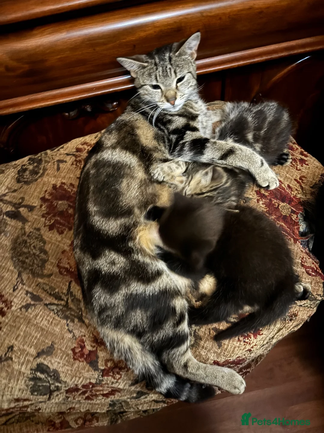 Bengal cats for sale: Half Bengal kittens - Advert 1