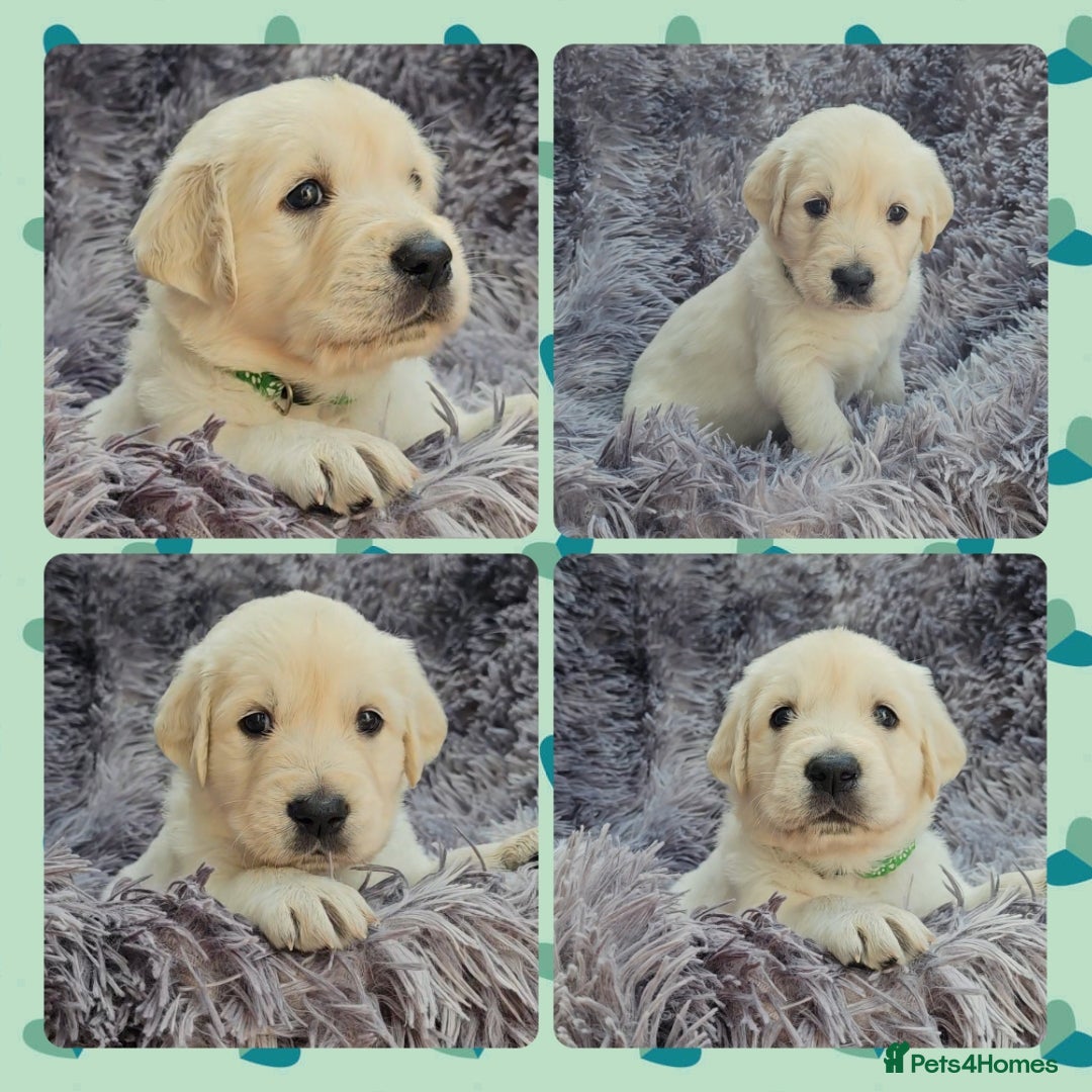 Golden Retriever dogs for sale: 9 KC registered, from imported lines puppies  - Image 35