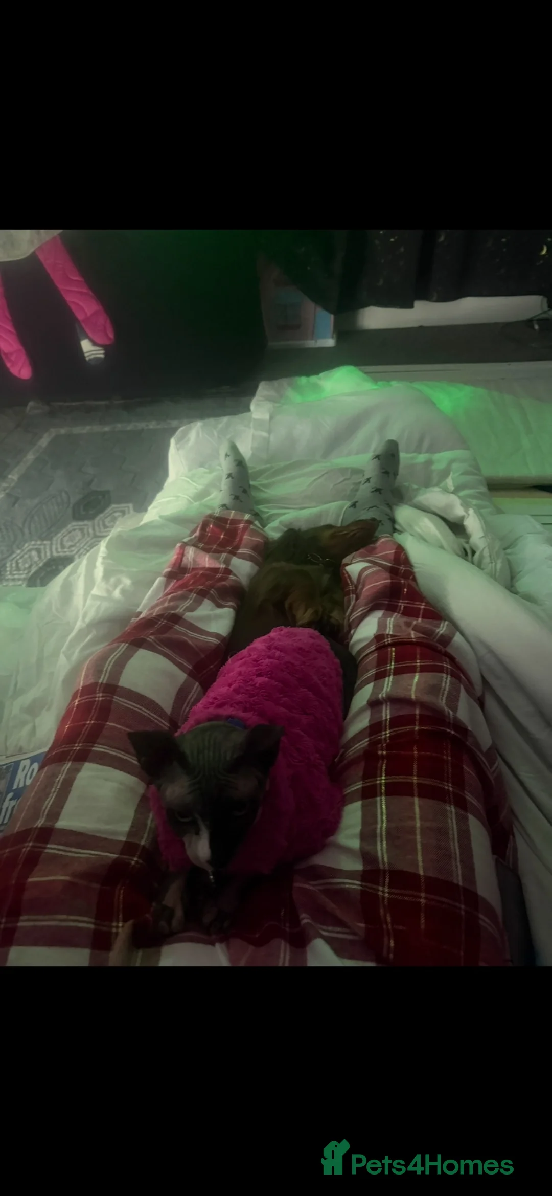 Miniature Dachshund dogs for sale: Beautiful cuddly girl available  in Wigton - Advert 8