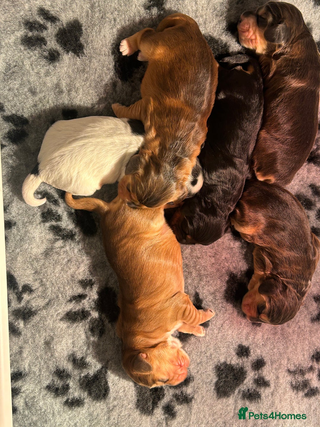 Cocker Spaniel dogs for sale: KC Reg Show Type Cocker Spaniel Puppies  - Advert 10
