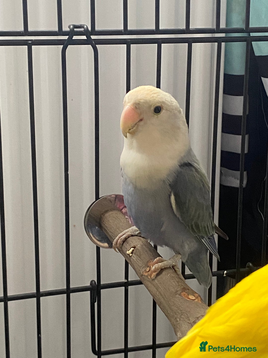 Lovebirds birds for sale: Breeding pair of love birds  - Image 3