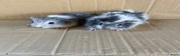 Guinea Pig rodents for sale: Baby Female Guinea Pigs  - Advert 3