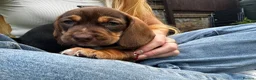 Mixed Breed dogs for sale: Dachshund x Cocker spaniel - Advert 4