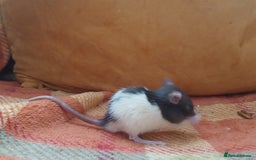 Rat rodents for sale: Female rats all living independently ready to go - Image 9