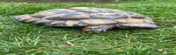 Hermann Tortoise reptiles for sale: Hermann Tortoise - Advert 3