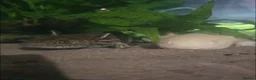 Axolotl reptiles for sale: 2 male axolotls in Plymouth - Advert 3
