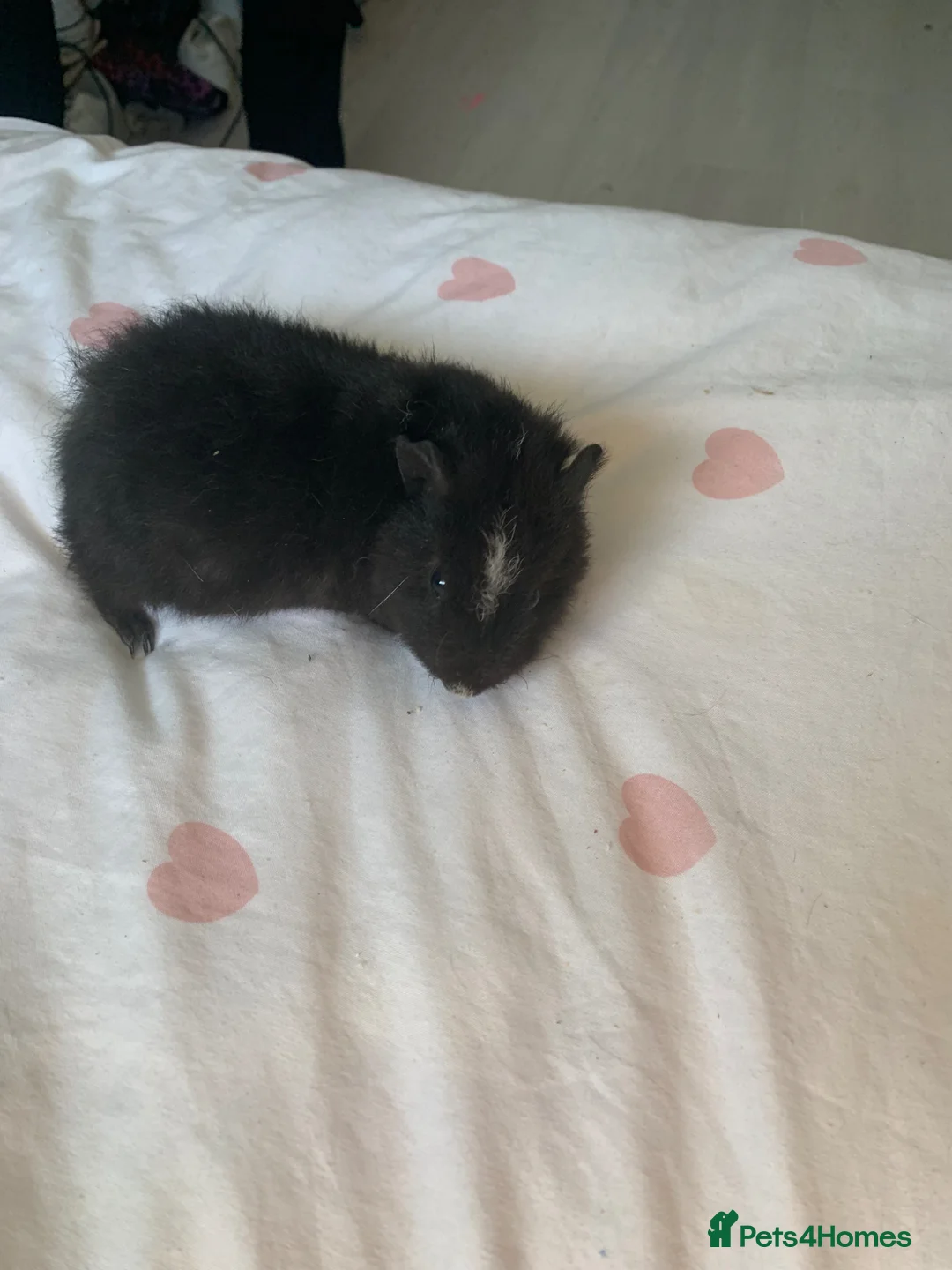 Guinea Pig rodents for sale: Baby 11 week old male Guinea pig - Advert 2
