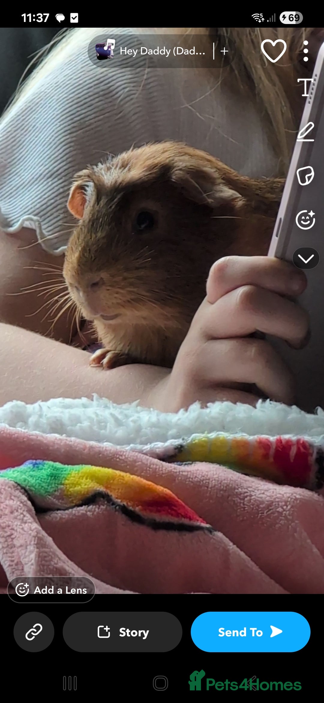 Guinea Pig rodents for sale: 3 males for rehome - Image 1