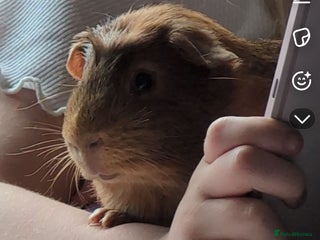 Guinea Pig rodents - Advert 1