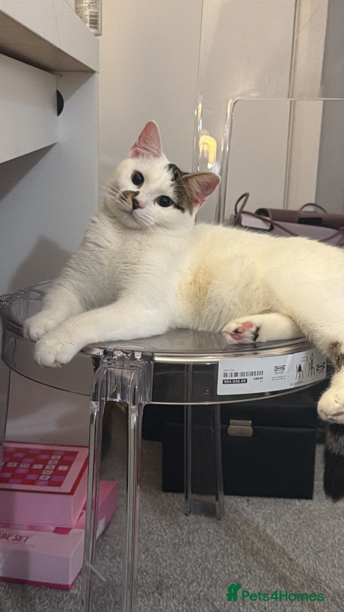 Mixed Breed cats Beautiful kittens looking for their forever home - Advert 6