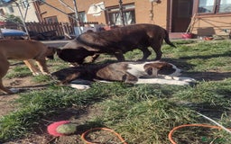 Boxer dogs for sale: 1 boy and 1 girl boxer available - Image 3