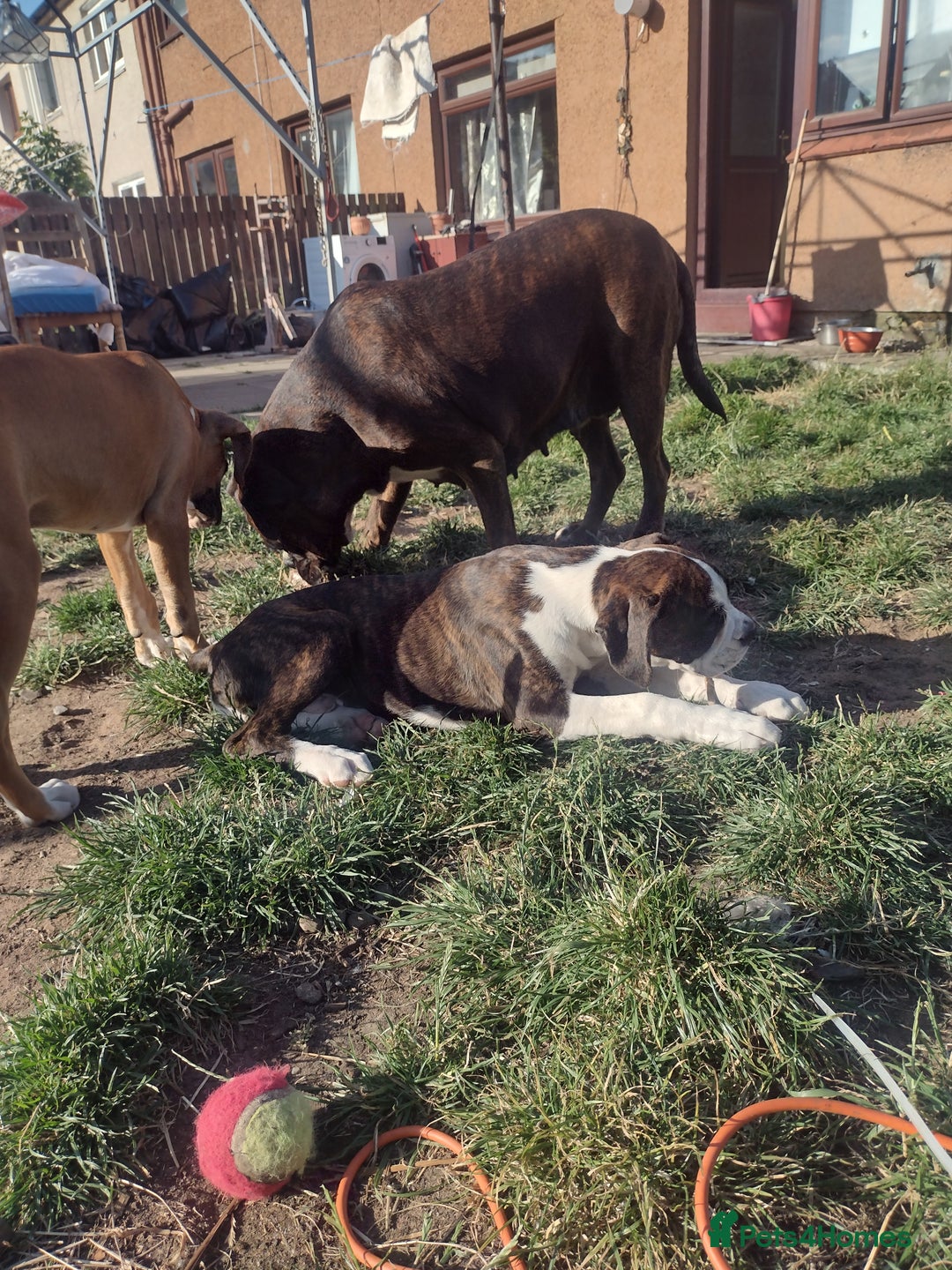 Boxer dogs for sale: 1 boy and 1 girl boxer available - Image 3