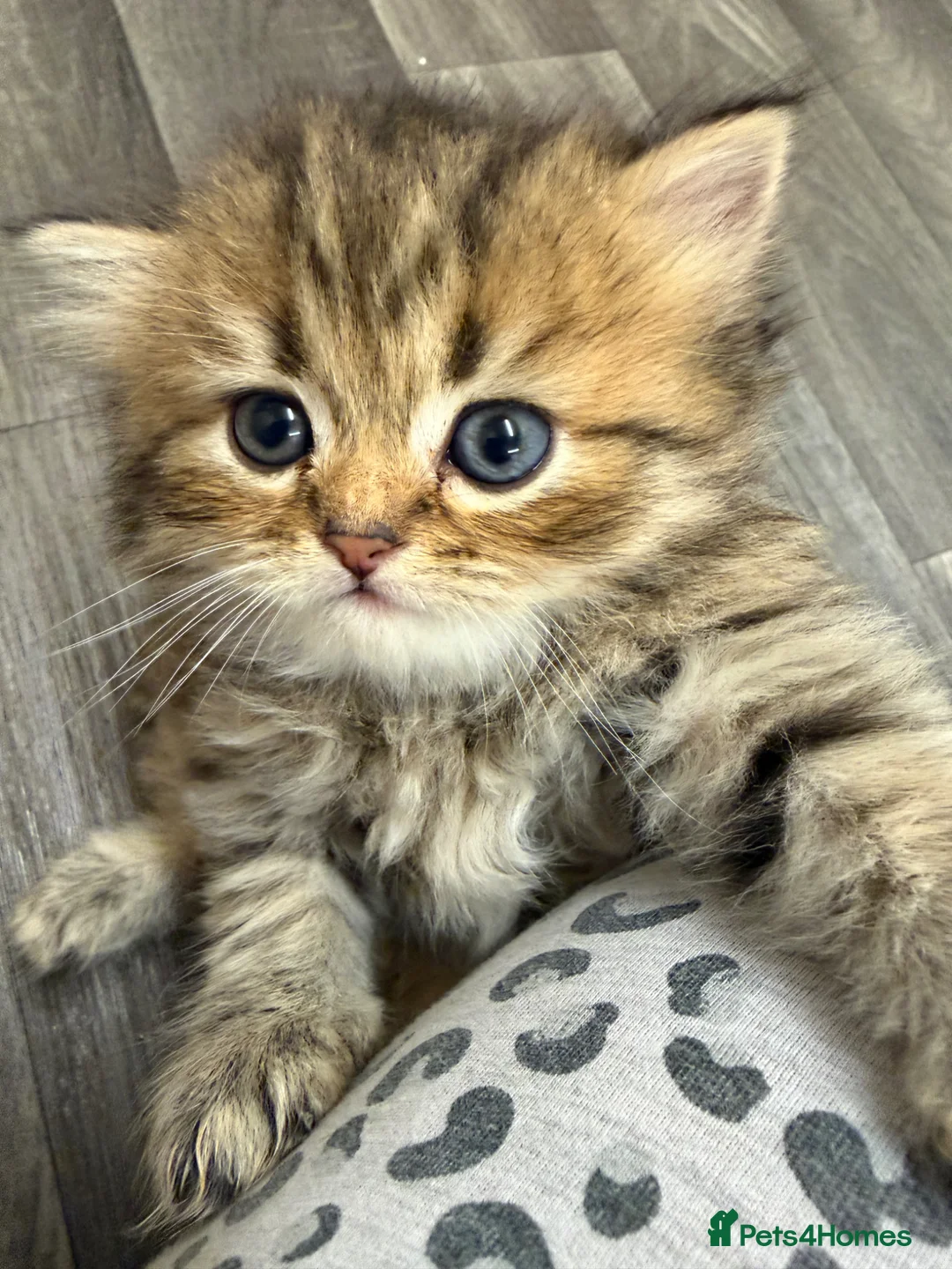 Persian cats for sale: Golden shaded / Solid brown blue Persian 🌟 - Advert 1