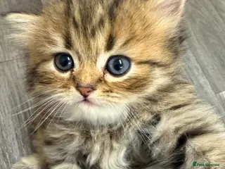 Persian cats Golden shaded / Solid brown blue Persian 🌟 - Advert 5