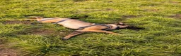 Belgian Shepherd Dog dogs for sale: Belgium Malinois - Advert 16
