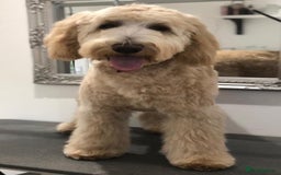 Labradoodle dogs for sale: Waiting List Mini and Medium Doodles - Image 13
