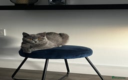 British Shorthair cats for sale: Grey/Blue British Shorthair - Image 5