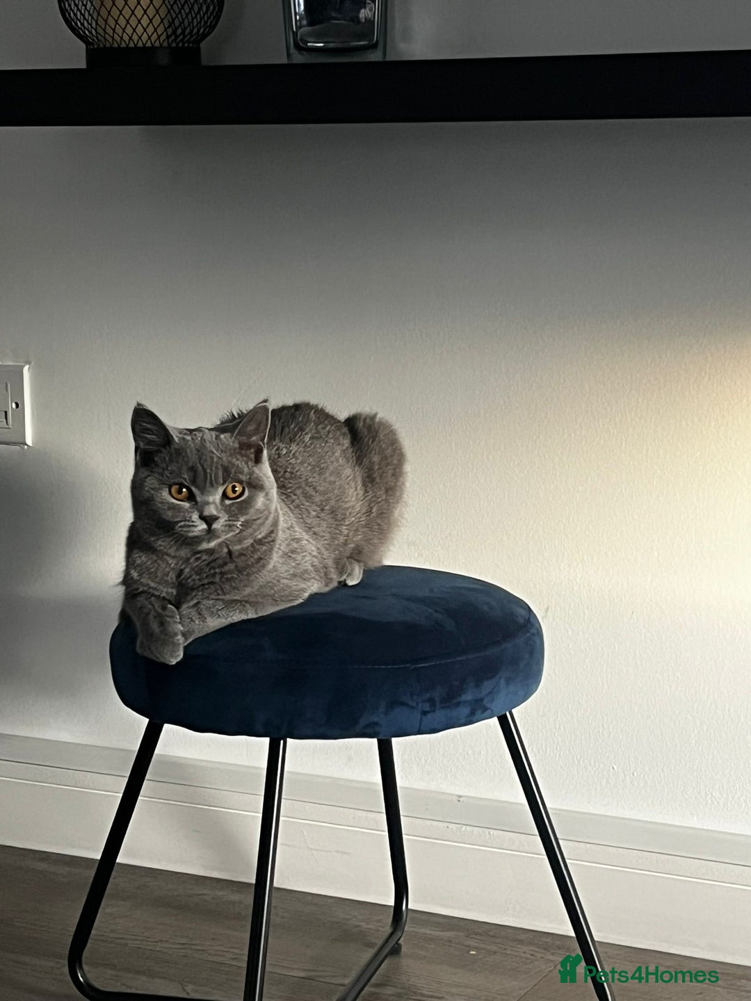 British Shorthair cats for sale: Grey/Blue British Shorthair - Image 5